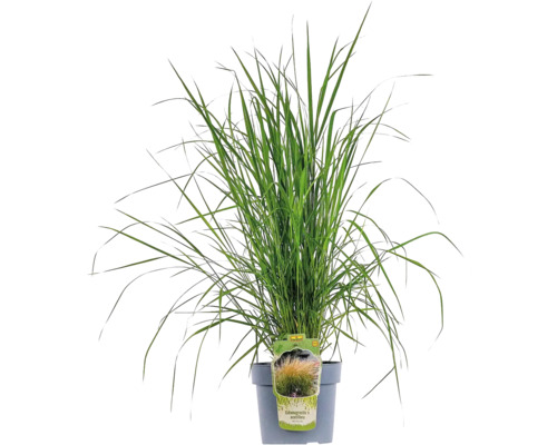 Třtina ostrokvětá FloraSelf Calamagrostis x acutiflora 'Karl Foerster' 20-80 cm květináč 6 l Třtina ostrokvětá FloraSelf Calamagrostis x acutiflora 'Karl Foerster' 20-80 cm květináč 6 l