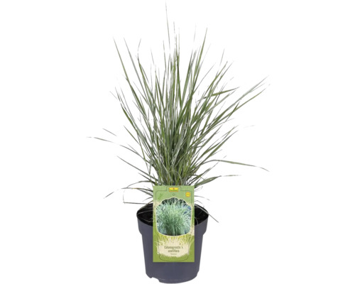 Sveřep Calamagrostis x acutiflora v květináči