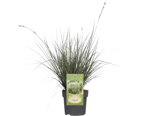 Arundo donax v květináči