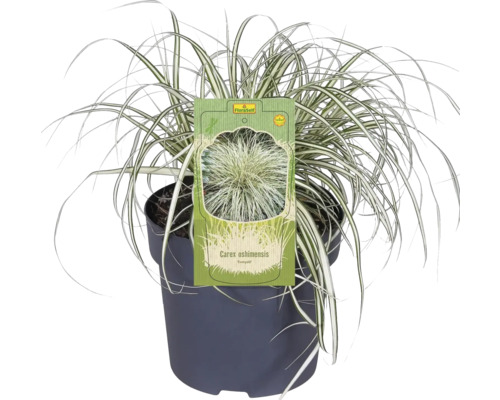 Carex oshimensis ''Evergold'' okrasná tráva v květináči