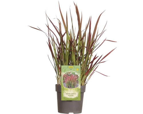 Lalang válcovitý Imperata cylindrica var.'Red Baron' 5-15 cm květináč Ø 14 cm