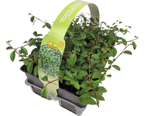 Půdopokryvný skalník v květináči