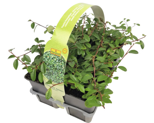 Skalník Dammerův v květináči