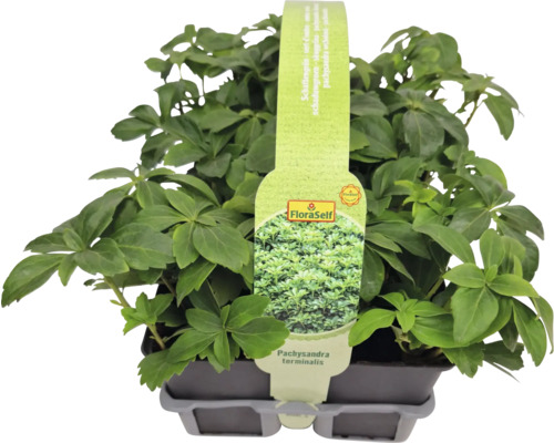 Stínomilná zeleň v květináči s logem FloraSelf
