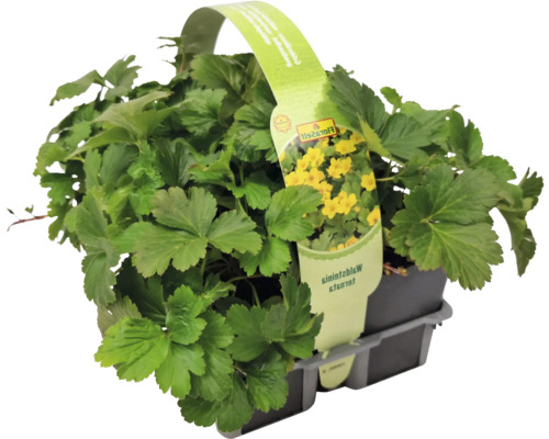 Waldsteinie ternata v květináči