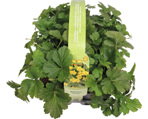 Waldsteinia ternata rostlina s logem FloraSelf