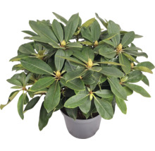 Rododendron v květináči se zelenými listy a poupaty