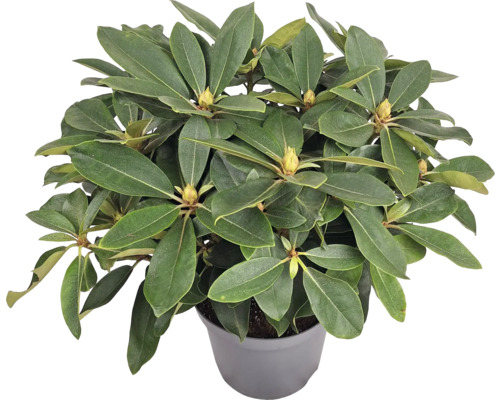 Rododendron v květináči se zelenými listy a poupaty