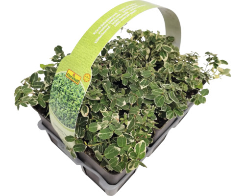 Brslen popínavý v květináči s etiketou FloraSelf