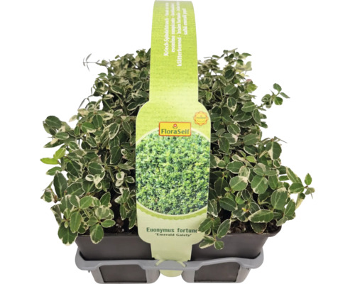 Brslen Fortuneův Euonymus fortunei ''Emerald Gaiety'' v květináči