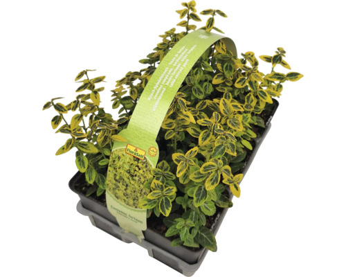 Brslen Fortuneův v květináči s etiketou FloraSelf