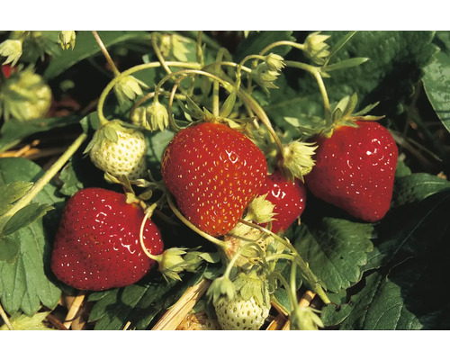 Sazenice jahod s zralými a nezralými plody