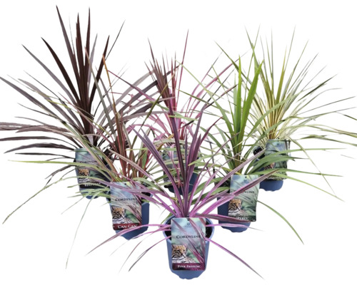 Dračinka jižní mix FloraSelf Cordyline australis květináč Ø 17 cm 1 ks, různé druhy Dračinka jižní mix FloraSelf Cordyline australis květináč Ø 17 cm 1 ks, různé druhy