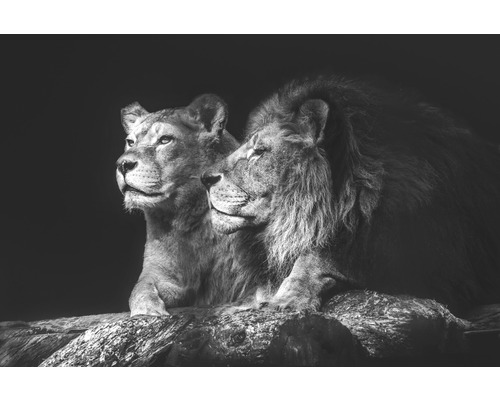 Obraz na plátně Lion Couple 100x150cm