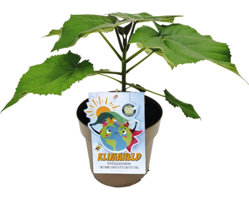 Pavlovnie plstnatá Paulownia fortunei x tomentosa výška 40-50 cm květináč 4 l Paulovnie plstnatá v květináči s etiketou Klimheld