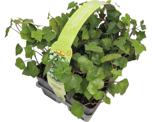 Břečťan v květináči