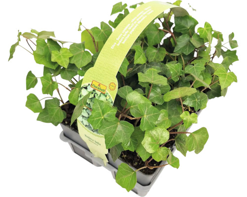 Břečťan v květináči