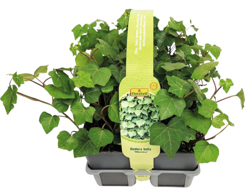 Břečťan v květináči odrůdy Hedera helix ''Hibernica'' od FloraSelf