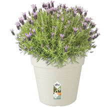 Květináč plastový elho Green Basics Ø 35 cm béžový