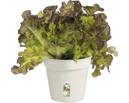 Hlávkový salát v květináči