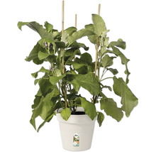 Květináč plastový elho Green Basics Ø 21 cm béžový