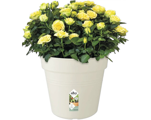 Žluté růže v květináči