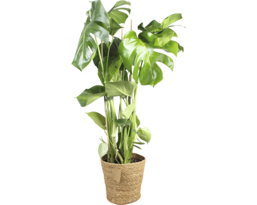 Monstera pokojová rostlina v pleteném květináči