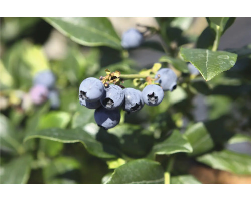 Detailní záběr čerstvých borůvek na keři