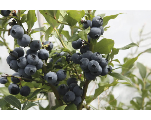 Detailní záběr keře borůvky s zralými borůvkami a zelenými listy.