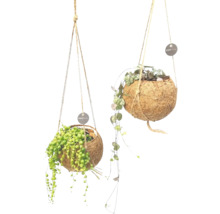 Kokodama závěsná Trend mix FloraSelf Ø 12 cm květináč