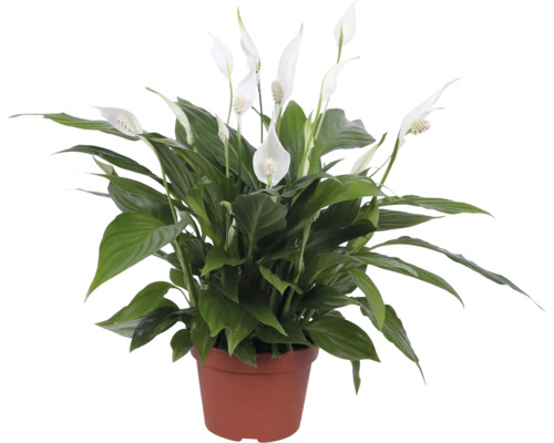 Lopatkovec FloraSelf Spathiphyllum 'Pearl Cupido' výška cca 45 cm květináč Ø 15 cm