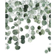 Eukalyptové větve s kulatými listy