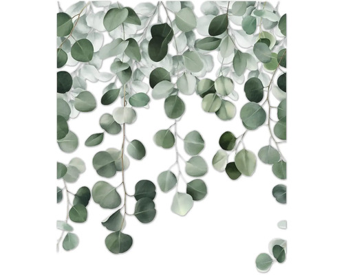 Eukalyptové větve s kulatými listy