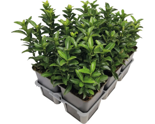 Několik brslenů japonských v květináči