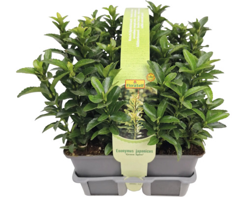 Brslen japonský ''Green Spire'' v květináči