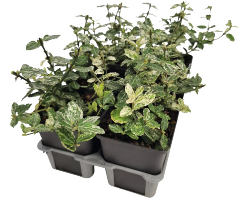 Brslen Fortuneův v květináči