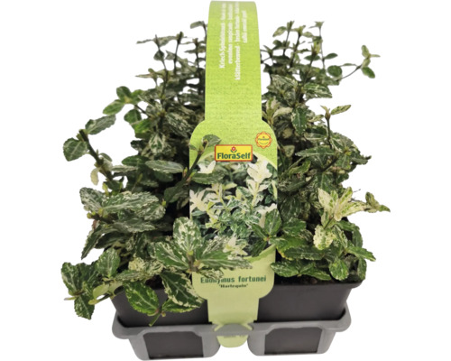 Brslen Fortuneův Harlequin v květináči