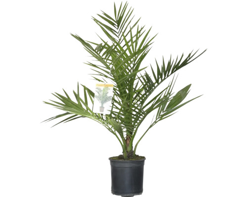 Datlovník v květináči