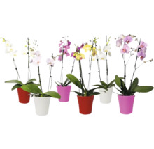 Motýlí orchidej aranžmá 6 FloraSelf Phalaenopsis multiflora, 2 laty vč. keramického obalu, různé barvy