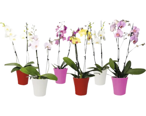 Několik orchidejí v květináčích s různými květy