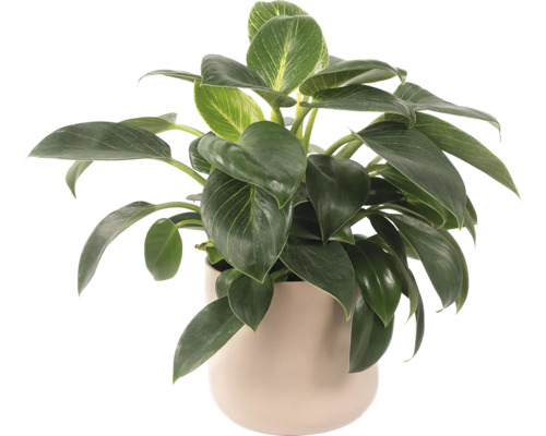 Pokojová rostlina Philodendron Birkin v květináči
