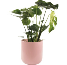 Pokojová rostlina Monstera v květináči