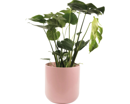 Pokojová rostlina Monstera v květináči