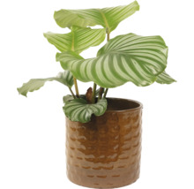 Modlivka v květináči