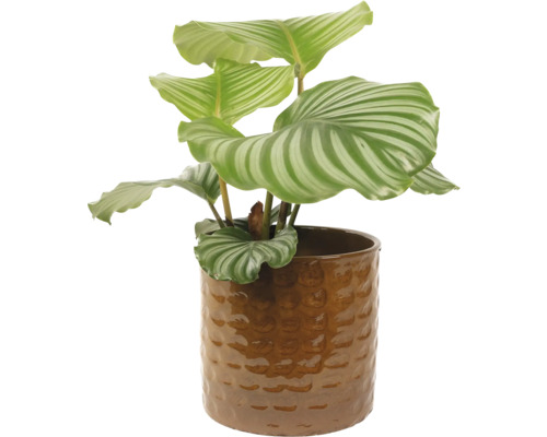 Obal na květináč keramický Ø 21 x 19 cm glazovaný tmavě hnědý Modlivka v květináči