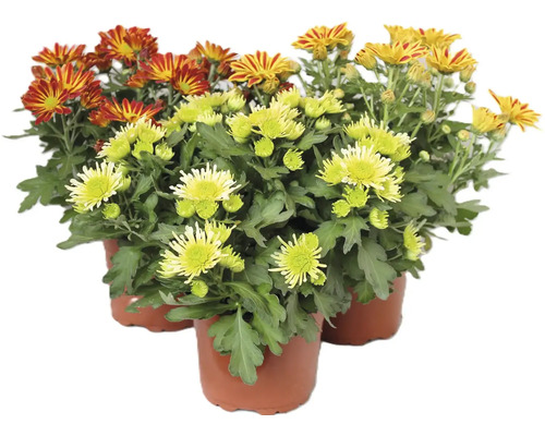 Tři chryzantémy v květináčích