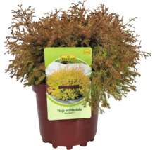 Zerav západní ''Fire Chief'' v květináči s etiketou FloraSelf