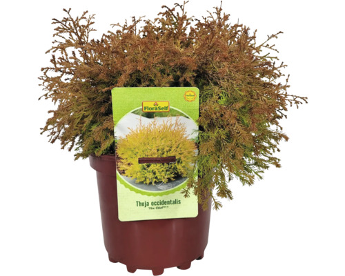 Zerav západní ''Fire Chief'' v květináči s etiketou FloraSelf