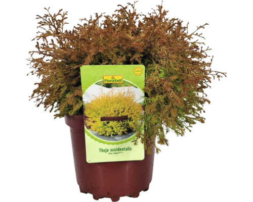 Zerav západní Thuja occidentalis ''Fire Chief'' v květináči