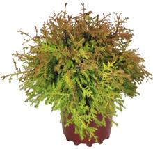 Cypřiš v květináči